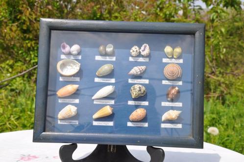 cadre vitrine avec 20  coquillages, Verzamelen, Mineralen en Fossielen, Schelp(en), Ophalen of Verzenden