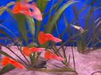 Albino Full Red Guppen, Vis, Zoetwatervis, Schoolvis