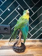 Nieuwe opgezette rosella parkiet, Parkiet