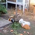 Cavia, Dieren en Toebehoren, Ophalen, Cavia