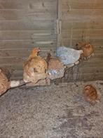 Cochin kriel hennetjes, Dieren en Toebehoren, Pluimvee