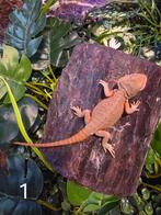 Jonge Baardagaam – Hypo morph