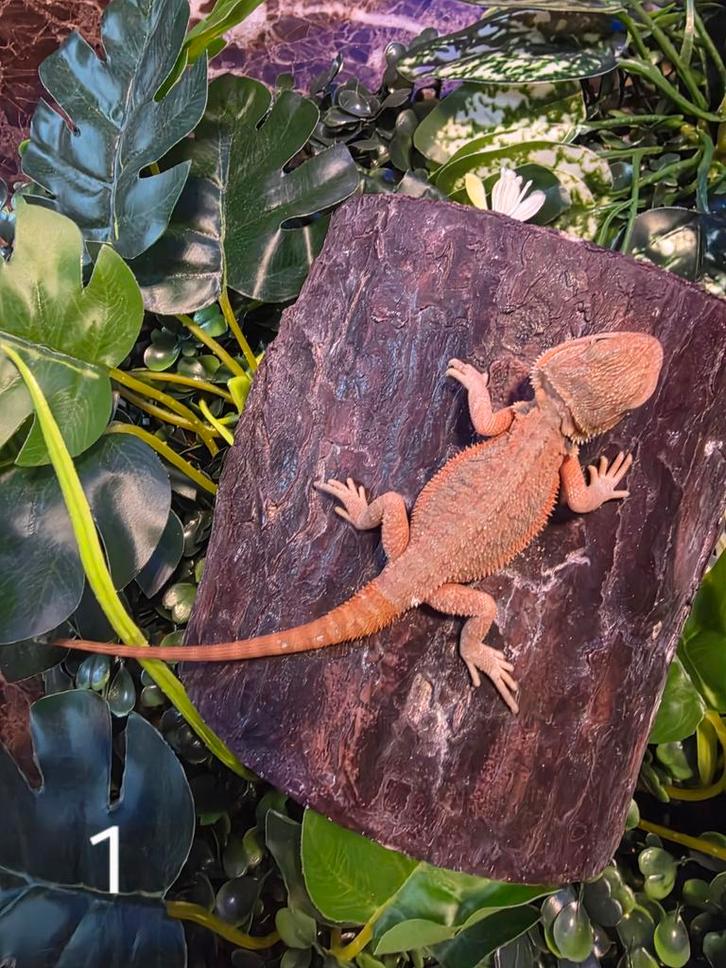 Jonge Baardagaam – Hypo morph, Dieren en Toebehoren, Reptielen en Amfibieën