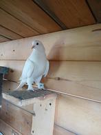 Superkwaliteit takla duif wit