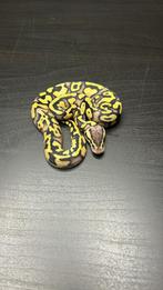 0.1 fire fly (pos new gene ) dh axanthic tsk / clown, Slang, Tam, 0 tot 2 jaar