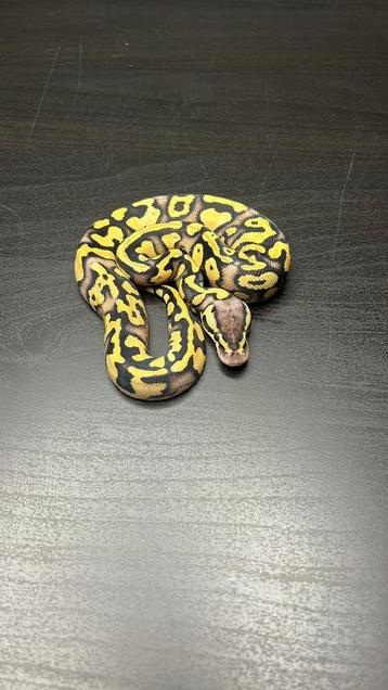 0.1 fire fly (pos new gene ) dh axanthic tsk / clown beschikbaar voor biedingen