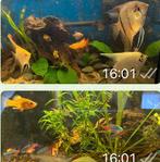 Aquarium vide 110-115 cm recherché, Animaux & Accessoires