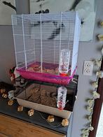 2 WITTE  JONGE HAMSTER +2 KOOI GRATIS, Dieren en Toebehoren, Ophalen, Zo goed als nieuw