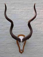 Grote schedel KUDU ANTILOPE op houten schild (ref. E), Verzamelen, Dierenverzamelingen, Ophalen, Zo goed als nieuw, Wild dier