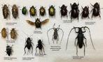 AANBIEDING: LOT insecten / kevers, Ophalen of Verzenden, Zo goed als nieuw