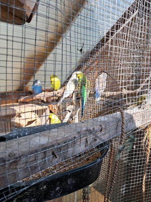35 grasparkieten, Dieren en Toebehoren, Vogels | Parkieten en Papegaaien, Parkiet, Meerdere dieren, Tam