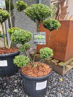 Ilex Glorie Dwarf, Tuin en Terras, Ophalen, Halfschaduw