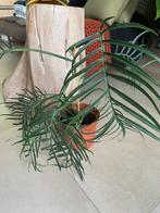 Philodendron tortum 45 cm, Enlèvement ou Envoi