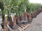 Winterharde palmbomen tijdens het Paasweekend, En pot, Plein soleil, Printemps, Enlèvement
