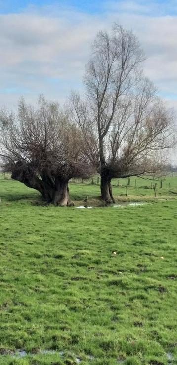 Gratis knotten van bomen in ruil voor het brandhout. beschikbaar voor biedingen
