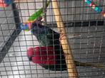 Stella lori, Dieren en Toebehoren, Vogels | Parkieten en Papegaaien