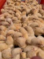 Ross 308 slachtkippen, Dieren en Toebehoren