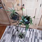 Mooie kamerplanten vanaf 3€/st, Eventueel met staander, Huis en Inrichting, Kamerplanten, Ophalen of Verzenden, In pot