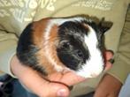 2 cavia's, Dieren en Toebehoren, Knaagdieren, Geslacht onbekend, Cavia, Tam