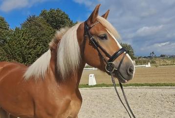Super knappe leuke haflinger merrie  beschikbaar voor biedingen