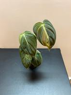 Philodendron Melanochrysum Variegata, Huis en Inrichting, Ophalen of Verzenden