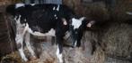 Génisse Holstein, Animaux & Accessoires, Bovins, Femelle, 0 à 2 ans