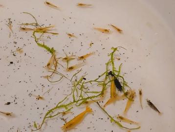 Garnalen mix neocaridina (35+ voor 15euro) beschikbaar voor biedingen