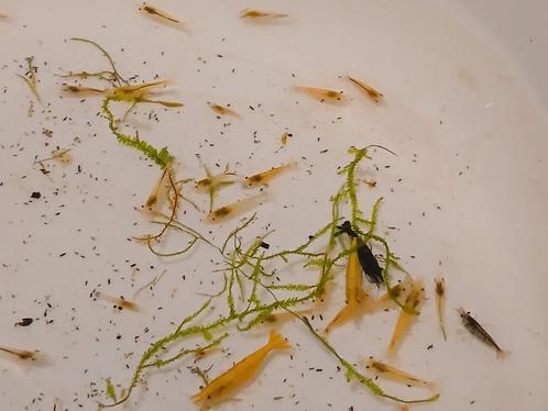 Garnalen mix neocaridina (35+ voor 15euro), Dieren en Toebehoren, Vissen | Aquariumvissen, Zoetwatervis, Kreeft, Krab of Garnaal