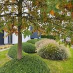 Lampenpoetsersgras ( mooie Pluimen in najaar), Tuin en Terras, Ophalen, Volle zon, Vaste plant, Siergrassen