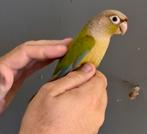 EAM: jonge mannelijke Molina's parkiet (Pyrrhura), Dieren en Toebehoren, Mannelijk, Geringd