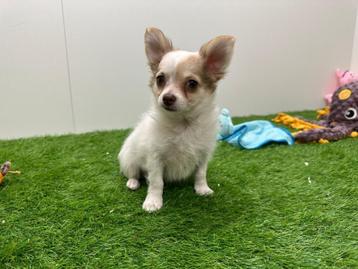 Chihuahua pups beschikbaar voor biedingen