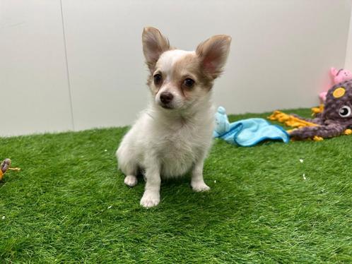 Chihuahua pups, Dieren en Toebehoren, Honden | Chihuahua's en Gezelschapshonden, Meerdere dieren, Chihuahua, Fokker | Professioneel