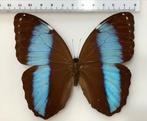 Morpho achilles ssp. patroclus, Ophalen of Verzenden, Zo goed als nieuw