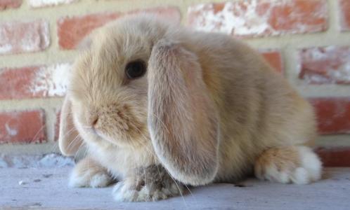 Nederlandse hangoor dwergkonijntjes (Gevaccineerd!), Dieren en Toebehoren, Konijnen, Dwerg, Meerdere dieren, 0 tot 2 jaar, Hangoor