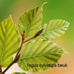 Fagus sylvatica beuk aan stuntprijzen!, Ophalen