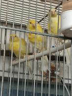 Canaris frisés Suisse, Dieren en Toebehoren, Vogels | Kanaries