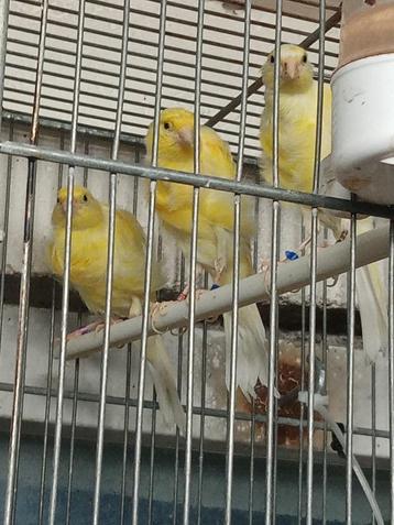 Canaris frisés Suisse  beschikbaar voor biedingen