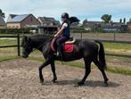 Grote Super Braaf C Pony Merrie 6J, Dieren en Toebehoren, Merrie, C pony (1.27m tot 1.37m), Gechipt, 3 tot 6 jaar