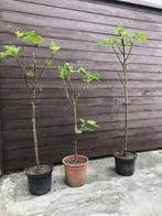 Vijgen planten, Ophalen, Herfst