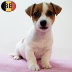 Super leuke Jack Russell Terrier pups te koop (Belgisch), Dieren en Toebehoren, België, Jack Russell Terriër, Handelaar, CDV (hondenziekte)