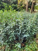 Mooie portugese laurierhaag aan promotie prijzen, Tuin en Terras, Ophalen of Verzenden, Buxus