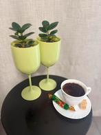 Ficus “Panda”, Enlèvement ou Envoi, Ficus