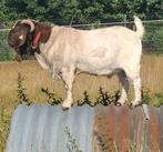 Boergeit bok, Dieren en Toebehoren, Schapen, Geiten en Varkens