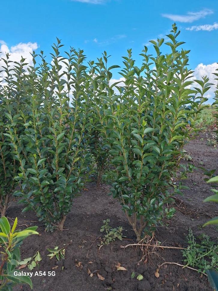 Ligustrum ovalifolium, liguster tot 125 cm, Tuin en Terras, Planten | Struiken en Hagen, Liguster, Ophalen of Verzenden