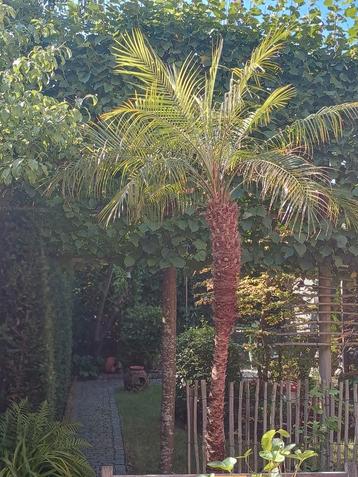 Phoenix Roebelenii ( dwergdadelpalm ) in pot. beschikbaar voor biedingen