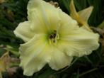 Hemerocallis of eendagslelie/bloemen, Tuin en Terras, Planten | Tuinplanten, Volle zon, Vaste plant, Zomer, Ophalen