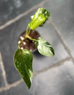 Philodendron White Princess, Huis en Inrichting, Kamerplanten, Ophalen of Verzenden