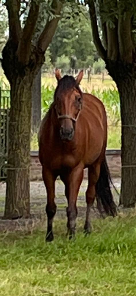 Leuke draver, Animaux & Accessoires, Chevaux, Hongre, 3 à 6 ans, Cheval de récréation, Avec pedigree, Avec puce électronique