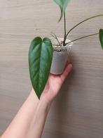 Anthurium pandurilaminum x, Huis en Inrichting, Kamerplanten, Ophalen of Verzenden