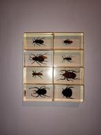 8 insecten in epoxy hars a, Verzamelen, Dierenverzamelingen, Ophalen of Verzenden, Nieuw, Insect, Opgezet dier